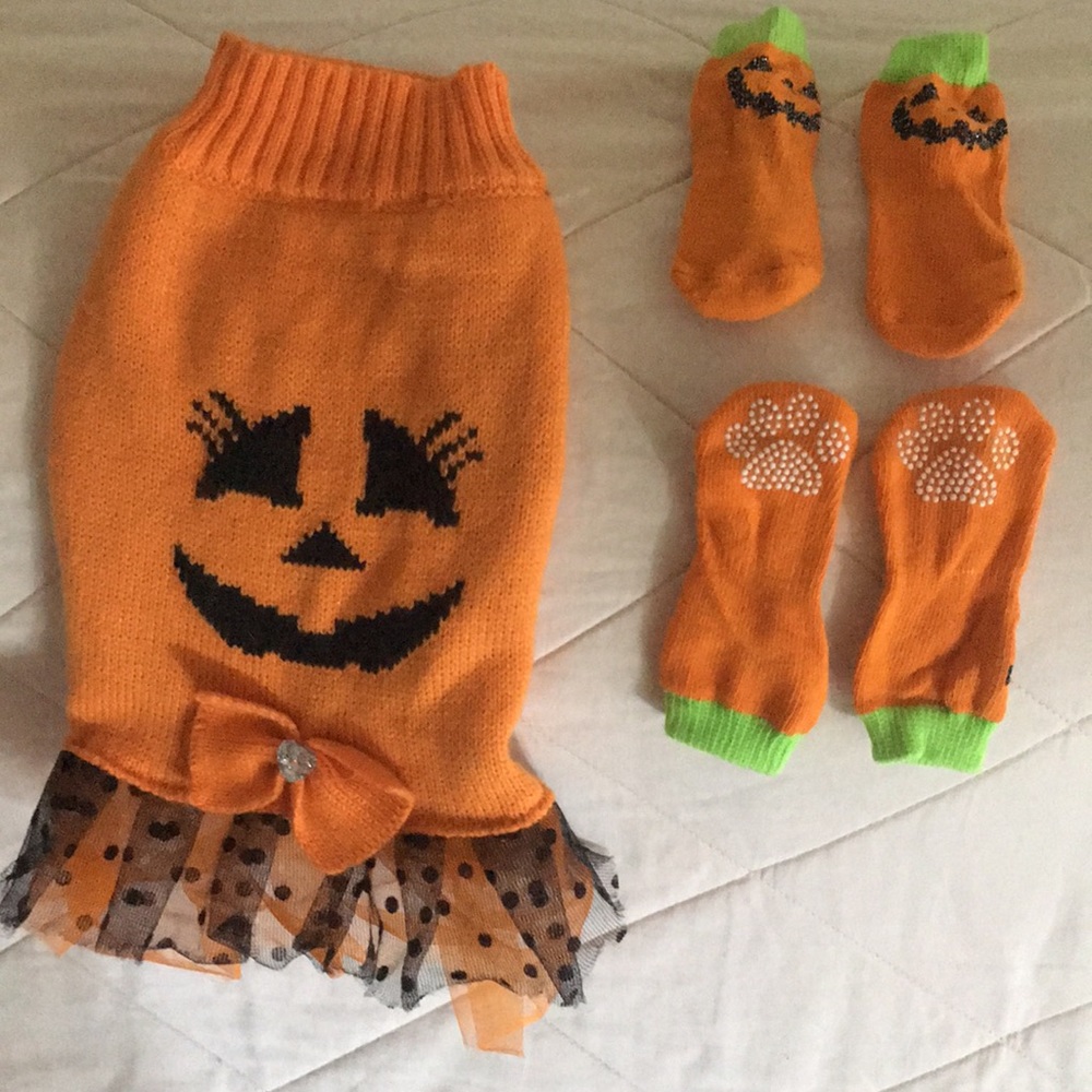 Small dog pumpkin costume w/ socks